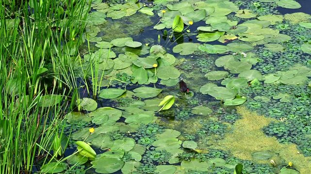 Water lilies, duckweed and reeds creating natural patterns on a pond surface