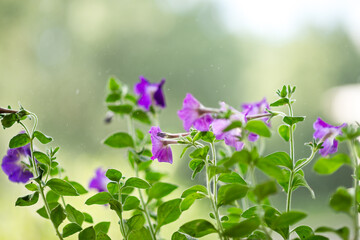 Petunia flowers on the porch during a summer rain