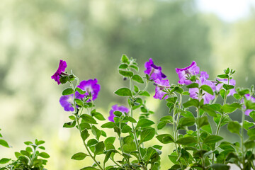 Petunia flowers on the porch during a summer rain