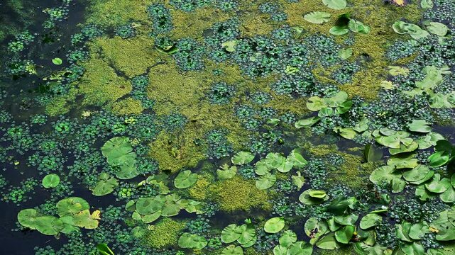 Water lilies, duckweed and reeds creating natural patterns on a pond surface