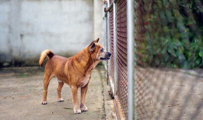 A native brown dog locked in a cage