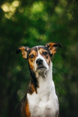 A beautiful black-and-tan dog is walking in a green mossy forest with trees