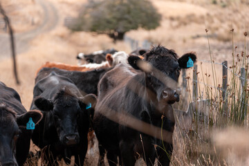 beautiful cattle in Australia  eating grass, grazing on pasture. Herd of cows free range beef being regenerative raised on an agricultural farm. Sustainable farming