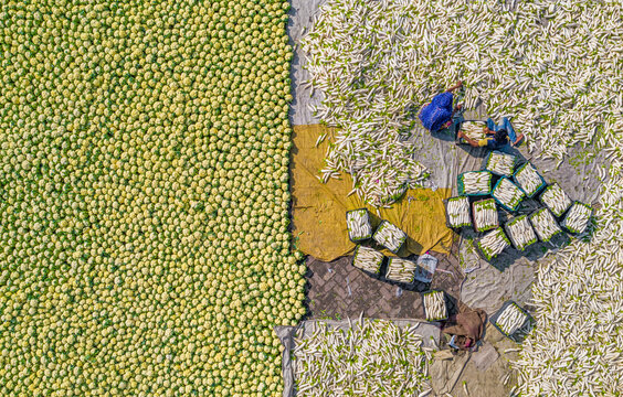 Bogura, Bangladesh - 27 November 2019: Aerial view of a vibrant tableau where rows of glistening, pale fish contrast with a field of ripe, yellow produce.