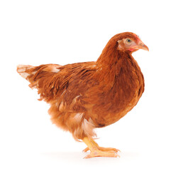 Brown hen isolated.