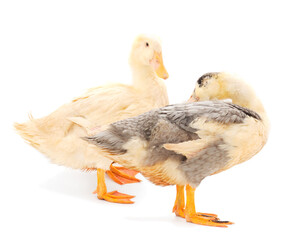 Two young duckling.