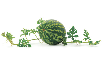 Watermelon isolated on white background.