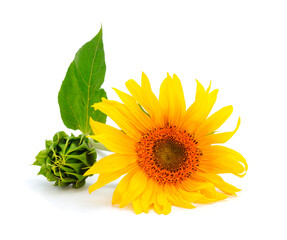 Group of yellow bright beautiful sunflower flowers.