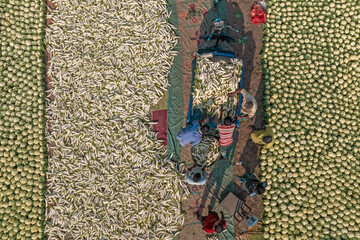 Bogura, Bangladesh - 27 November 2019: Aerial view of the vibrant fish market, where vendors sort through the day's catch, creating a textured tapestry of silver scales against earthy tones.