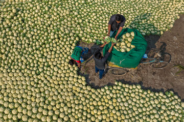 [Bogura], [Bangladesh] - 27 November 2019: Aerial view of a vast cauliflower harvest where laborers load the fresh white produce into sacks, creating a striking pattern against the earthy ground.