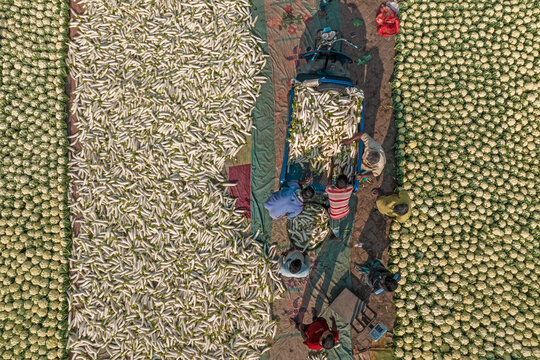 Bogura, Bangladesh - 27 November 2019: Aerial view of the vibrant fish market, where vendors sort through the day's catch, creating a textured tapestry of silver scales against earthy tones.