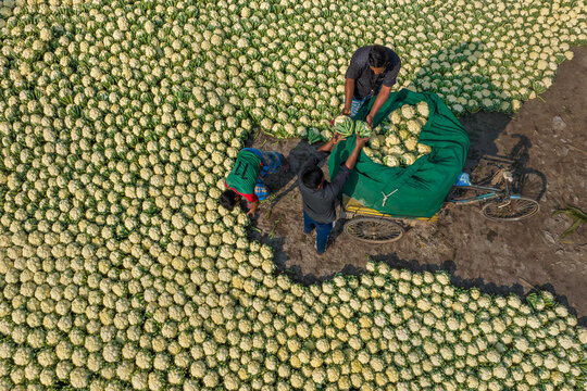 [Bogura], [Bangladesh] - 27 November 2019: Aerial view of a vast cauliflower harvest where laborers load the fresh white produce into sacks, creating a striking pattern against the earthy ground.