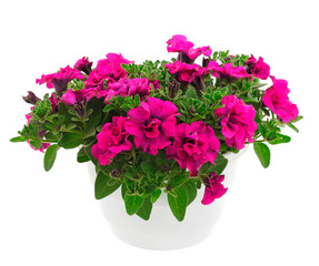 Bouquet of flowers petunia in a pot.