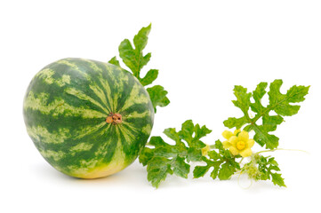 Watermelon isolated on white background.