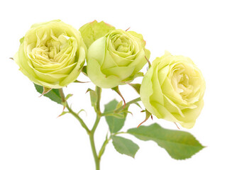 White beautiful roses.