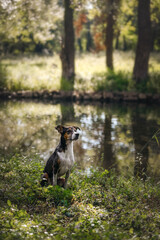A beautiful black-and-tan dog is walking in a green mossy forest with trees