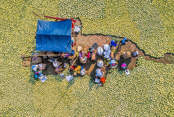 Bogura, Bangladesh - 27 November 2019: Aerial view of a vibrant, bustling market scene unfolds, surrounded by a sea of pale green melons under a bright, sunny sky.