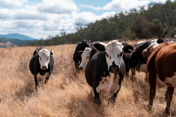 beautiful cattle in Australia  eating grass, grazing on pasture. Herd of cows free range beef being...