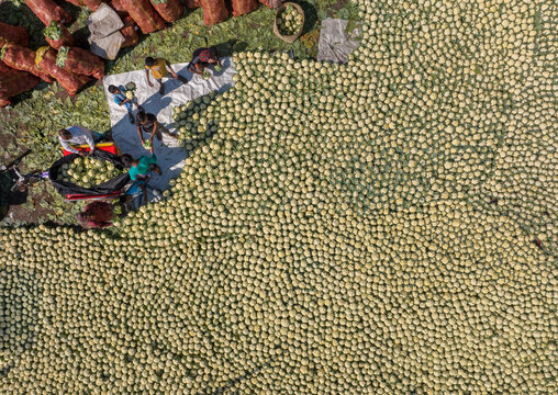 Bogura, Bangladesh - 27 November 2019: Aerial view of a sea of pale green wax gourds sprawled out beside bundles of produce, with workers bustling on a white sheet.