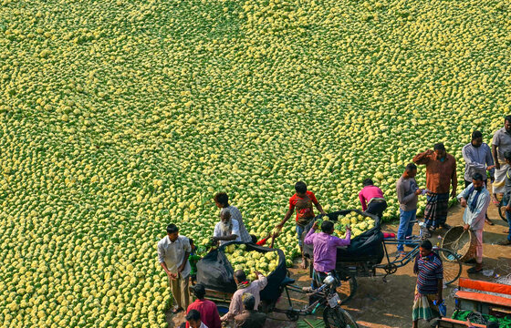 Bogura, Bangladesh - 27 November 2019: Aerial view of a vibrant sea of light green melons spread out for trade, with workers bustling amidst the harvest.