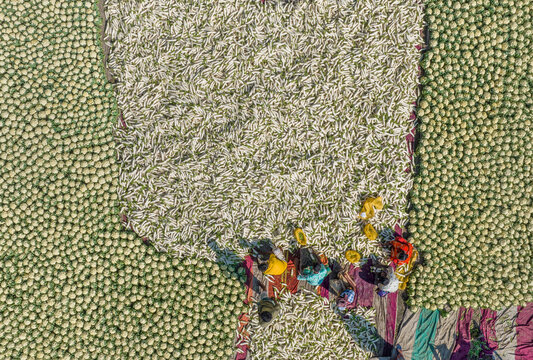 Bogura, Bangladesh - 27 November 2019: Aerial view of vibrant colors of people contrasting against the expansive fields of peas and beans under the open sky.