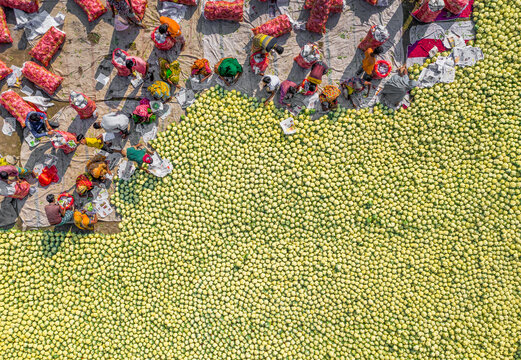 Bogura, Bangladesh - 27 November 2019: Aerial view of a vast expanse of pale green gourds contrasts sharply with the bright reds of piled onions and vibrant saris of workers..