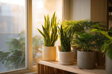 indoor plants thrive even in lowlight conditions showcasing their adaptability and beauty