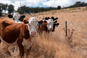 beautiful cattle in Australia  eating grass, grazing on pasture. Herd of cows free range beef being regenerative raised on an agricultural farm. Sustainable farming