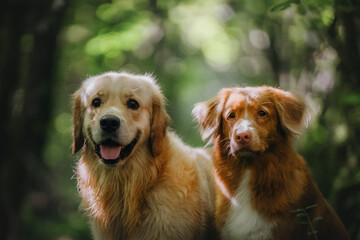 A ginger Labrador and a Toller are walking together in a green mossy forest
