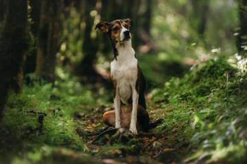 A beautiful black-and-tan dog is walking in a green mossy forest with trees