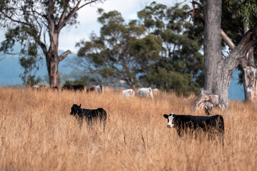 beautiful cattle in Australia  eating grass, grazing on pasture. Herd of cows free range beef being...