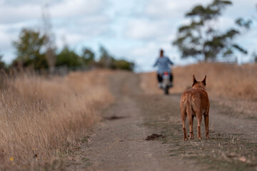 working in agriculture. girl riding a motorbike on a farm in outback Australia. Ranch worker herding cattle and cows in a field with a dog on a gravel road. Young farmer mustering livestock.