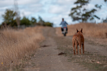 working in agriculture. girl riding a motorbike on a farm in outback Australia. Ranch worker...