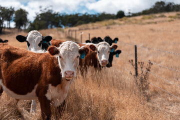 beautiful cattle in Australia  eating grass, grazing on pasture. Herd of cows free range beef being regenerative raised on an agricultural farm. Sustainable farming