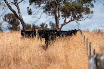 beautiful cattle in Australia  eating grass, grazing on pasture. Herd of cows free range beef being regenerative raised on an agricultural farm. Sustainable farming