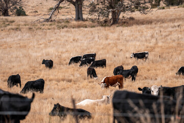 Beef cows and calves grazing on grass on a beef cattle farm in  Australia. breeds include murray grey, angus and wagyu
