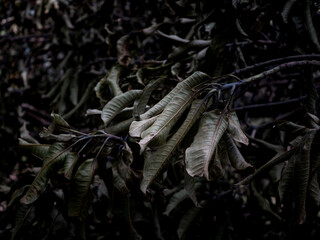 Natural dry leaves. Dead tree branches. nature wallpaper texture background.