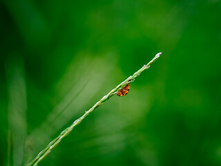 ladybugs or ladybirds beetles, Coccinella on a blade of grass with nature green background.