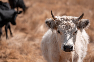beautiful cattle in Australia  eating grass, grazing on pasture. Herd of cows free range beef being regenerative raised on an agricultural farm. Sustainable farming