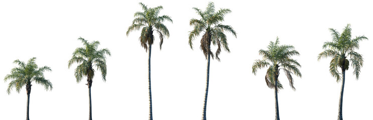Set of Syagrus romanzoffiana (the queen palm, cocos palm) frontal isolated png on a transparent background perfectly cutout