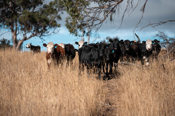 Beef cows and calves grazing on grass on a beef cattle farm in  Australia. breeds include murray grey, angus and wagyu