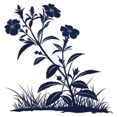 black and white impatiens new guinea