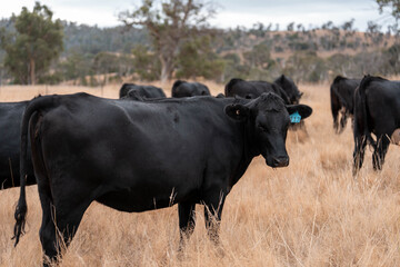 beautiful cattle in Australia  eating grass, grazing on pasture. Herd of cows free range beef being...