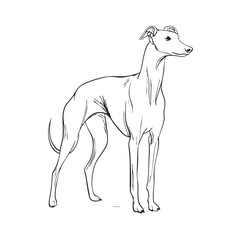 Obraz premium A black and white line drawing of a Whippet dog.