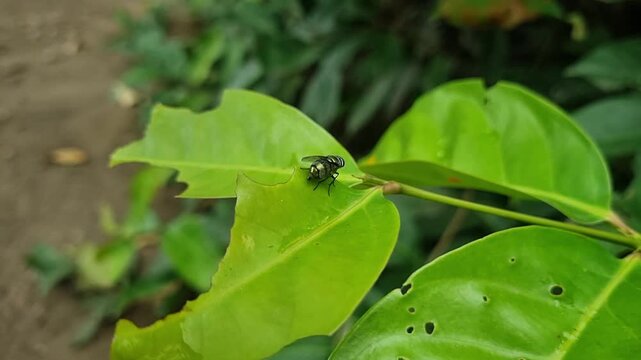 green fly