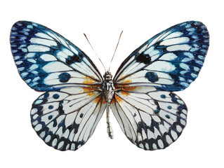 butterfly vector art
