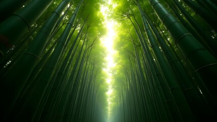 A stunning frog-eye view of a lush green bamboo forest, where towering stalks stretch to the sky and sunlight filters through dense foliage.
