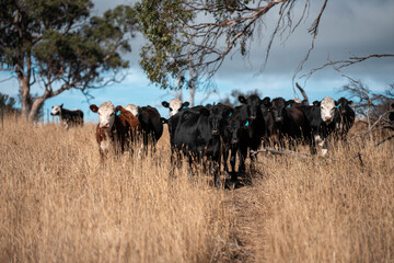 Beef cows and calves grazing on grass on a beef cattle farm in  Australia. breeds include murray grey, angus and wagyu