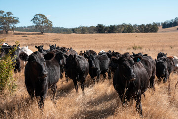 Beef cows and calves grazing on grass on a beef cattle farm in  Australia. breeds include murray grey, angus and wagyu