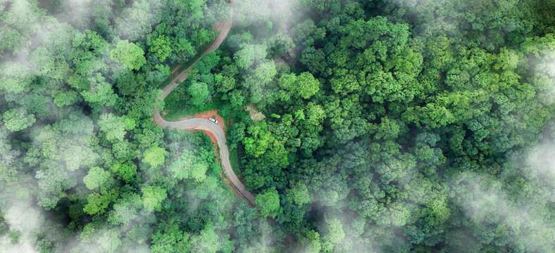Aerial view road and green forest, green environment Rainforest landscape with trees and fog - theme conservation, 